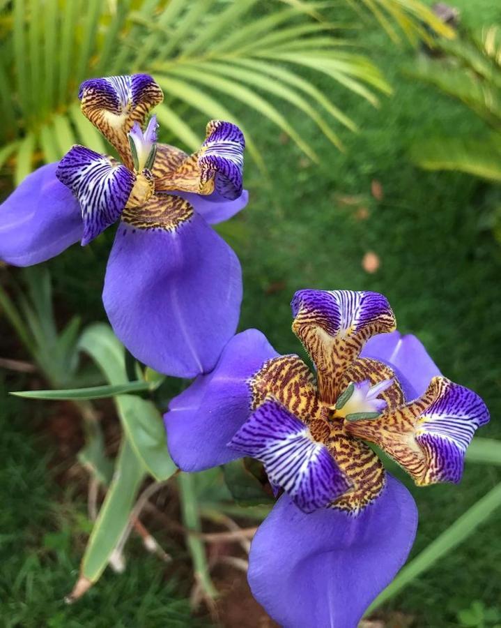 Topo Do Cipo Ecopousada Vegana Serra do Cipo National Park 외부 사진